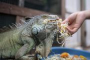 Budi Daya Iguana Di Palembang
