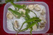 Budi Daya Iguana Di Palembang