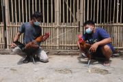 Budidaya ayam jago pelung