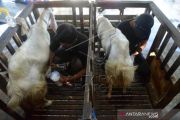 Permintaan Susu Kambing Meningkat