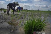 Asuransi Perlindungan Gagal Panen
