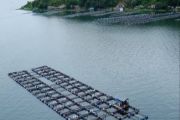 Mewaspadai kematian massal ikan di Danau Toba