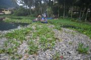 Kematian Massal Ikan Danau