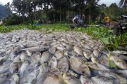 Kematian Massal Ikan Danau