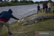 Buaya Liar Tarik Perhatian Warga