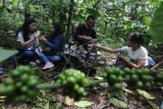 Wisata kebun kopi di kaki Gunung Merbabu