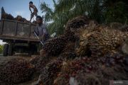West Papua stresses indigenous approval for palm oil expansion