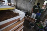 Budi daya cacing