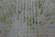 Perawatan Mangrove