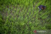 Keterlambatan Musim Tanam Padi