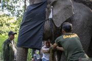 Dua Gajah Sumatera dipasangi Kalung GPS
