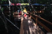Wisata Hutan Mangrove di Donggala