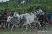 Tradisi Karapan Sapi Usai Panen di Sigi