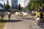 Ternask Sapi masih Berkeliaran di Jalan-Jalan Palu