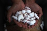 Budi Daya Mencit Dan Tikus Putih