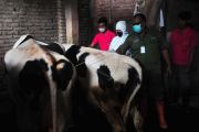 Vaksinasi penyakit mulut dan kuku sapi