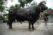 Sapi Kurban Presiden Di Sleman