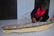 Temuan Fosil Gading Gajah Purba