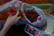 HARGA CABAI NAIK DRASTIS DI KENDARI