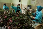 Pengembangan tanaman obat tradisional