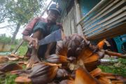 Minuman Olahan Buah Nipah