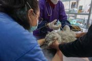 Pelayanan vaksinasi rabies gratis
