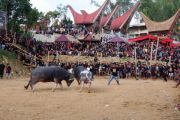 Tradisi Adu Kerbau Di Tana Toraja