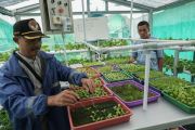 Persemaian bibit hidroponik berbasis warga