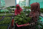 Persemaian bibit hidroponik berbasis warga