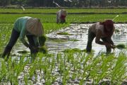Upah buruh tani di Kabupaten Gowa