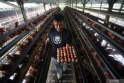 Mentan Amran tegaskan harga daging dan telur ayam harus sesuai HET