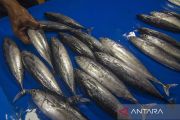 Pasokan Ikan Basah Menurun Akibat Cuaca