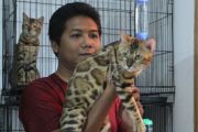 Peternak Kucing Bengal Di Malang