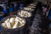 Pengolahan rebung untuk makanan lumpia