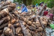 Pengolahan rebung untuk makanan lumpia