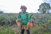 Agrowisata Nanas Di Muarojambi