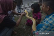 Pameran Reptil Peliharaan di Palu