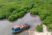 Potensi Ekowisata Mangrove Teluk Buo Padang