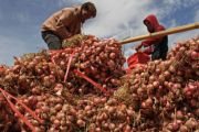 Harga bawang merah di Enrekang turun