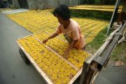 Produksi kerupuk mi