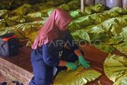 Tembakau alternatif berbahan daun talas beneng