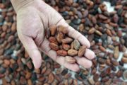 Papua, British Embassy partner on sustainable cocoa development