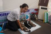 Operasi sterilisasi kucing di Batang