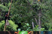 Harga cengkeh turun di Ternate