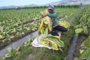 APTI Jember minta pemerintah lindungi petani tembakau