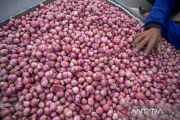 Harga bawang merah anjlok di Palu