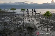 Pembuatan dam penangkap sedimen mangrove