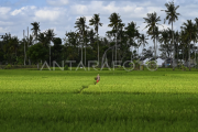 Penyiapan lahan pertanian antisipasi dampak El Nino