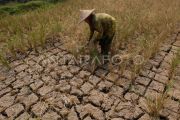 Gagal panen padi akibat kemarau