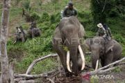Indonesia to reconnect Sumatran elephant corridors in Riau